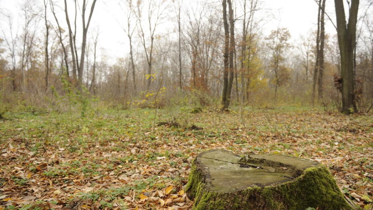 Suceava - Copil de 12 ani, găsit mort la liziera unei păduri