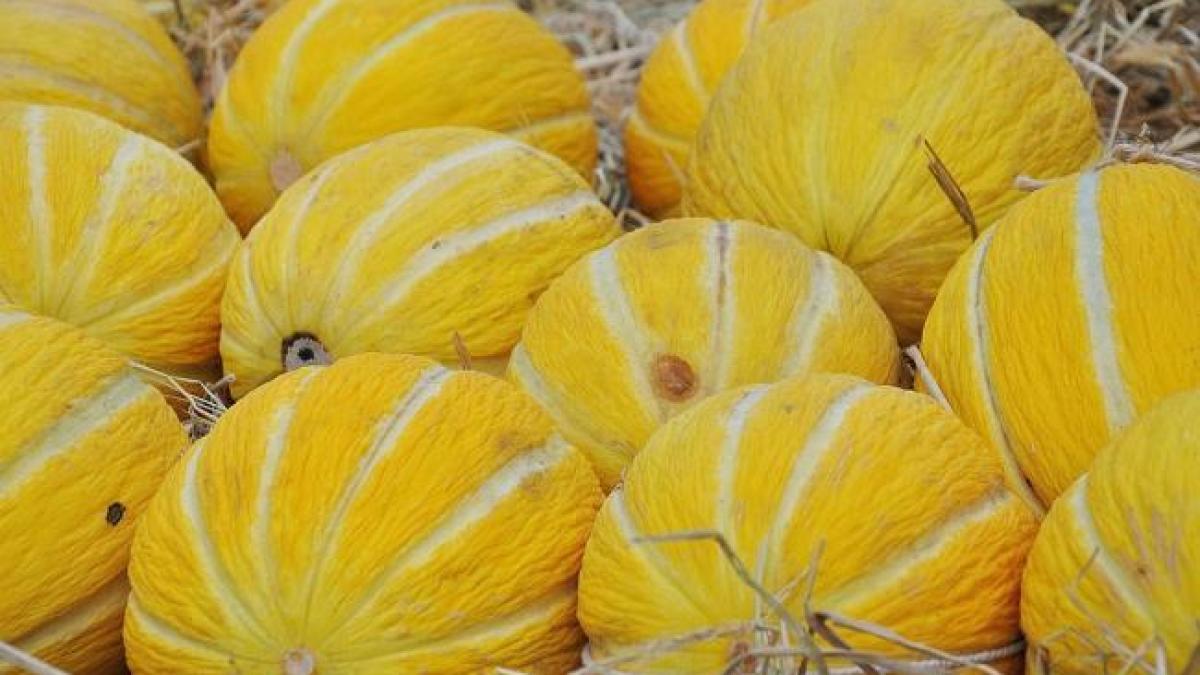  Cum scapi de grăsimea abdominală cu pepene galben
