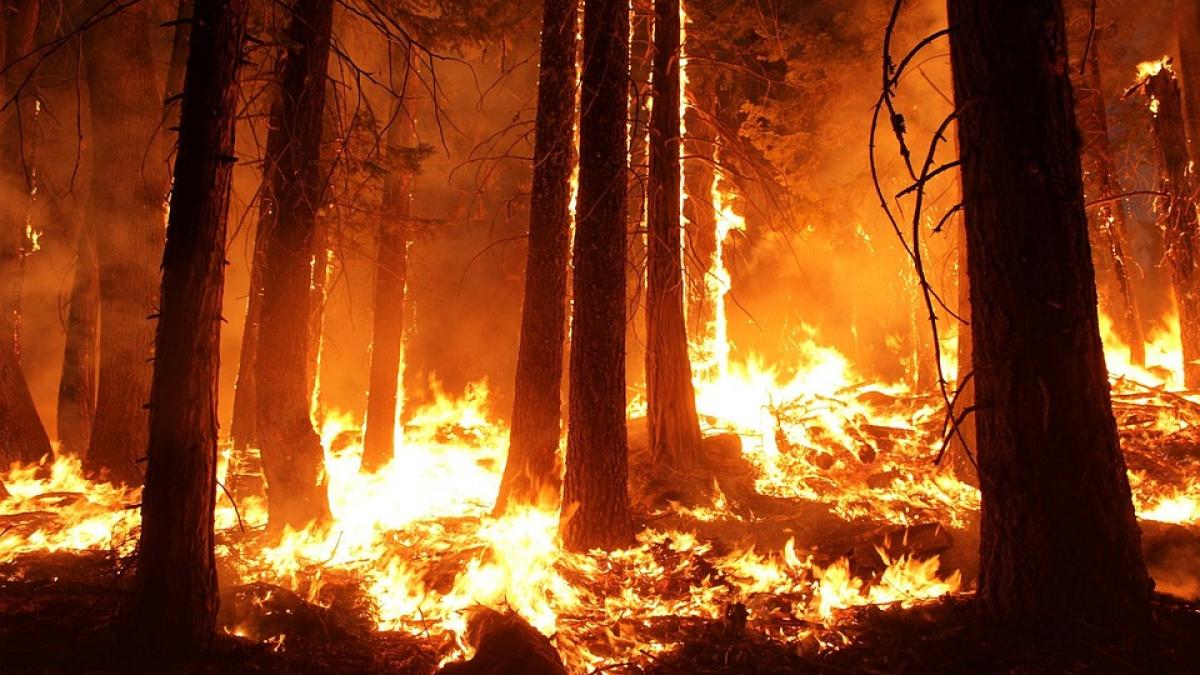 INCENDIU DE PĂDURE în Buzău, pe Vârful Cheia