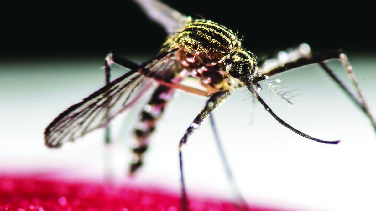 Omenirea s-ar putea confrunta cu o epidemie de febră galbenă