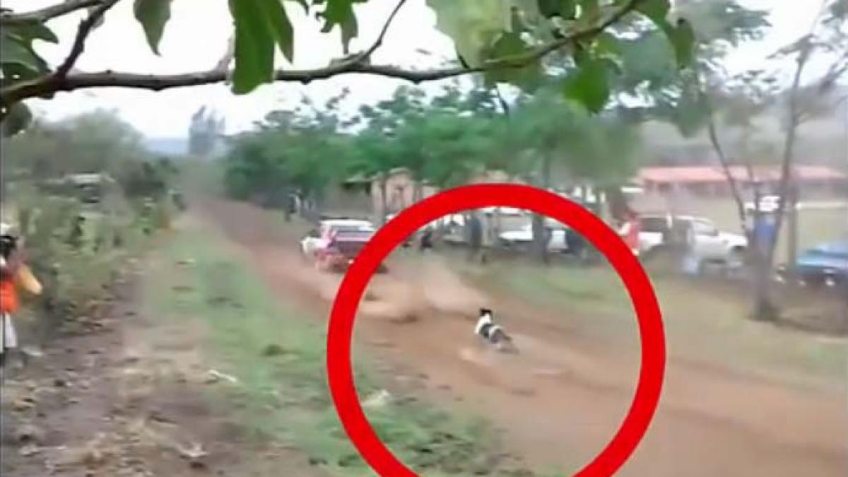 video cel mai norocos caine din lume