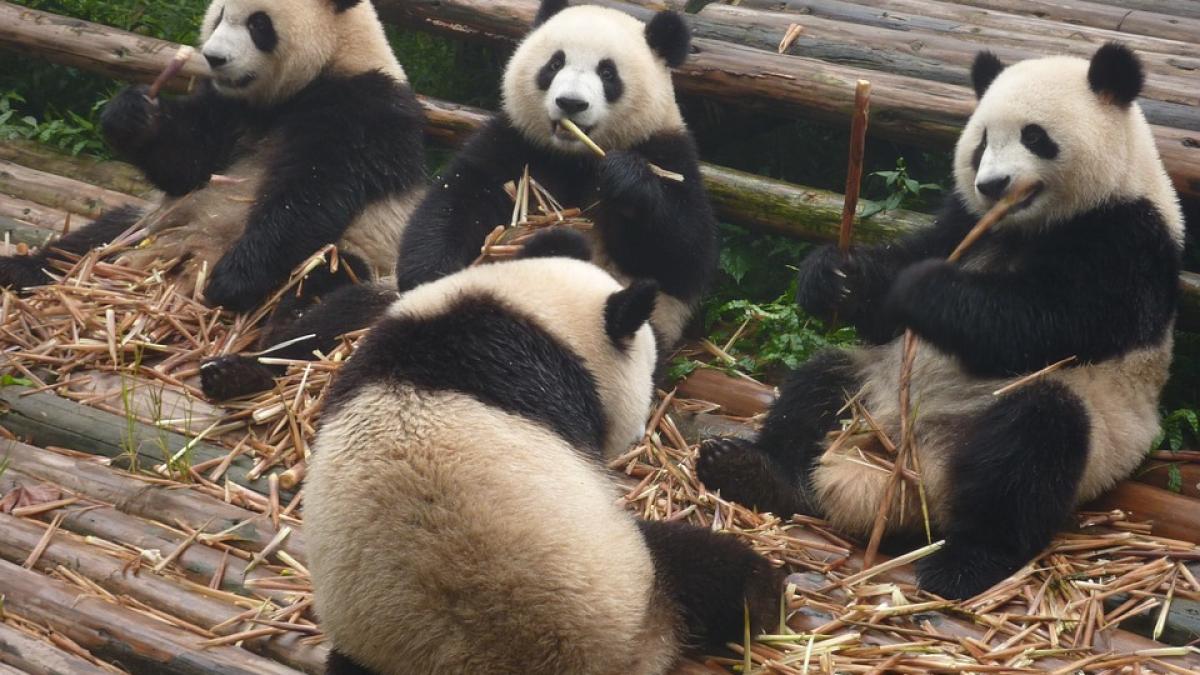 Urşii panda gigant nu mai sunt o specie pe cale de dispariţie