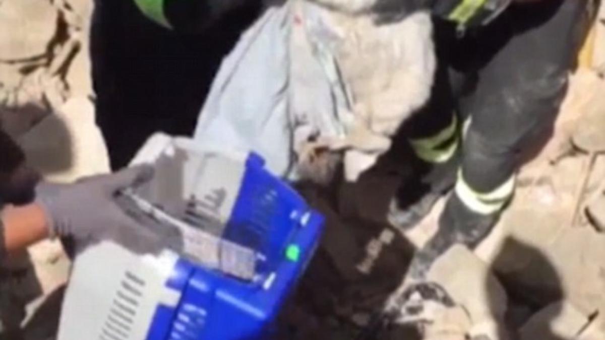video o pisica a supravietuit 15 zile sub daramaturile din amatrice