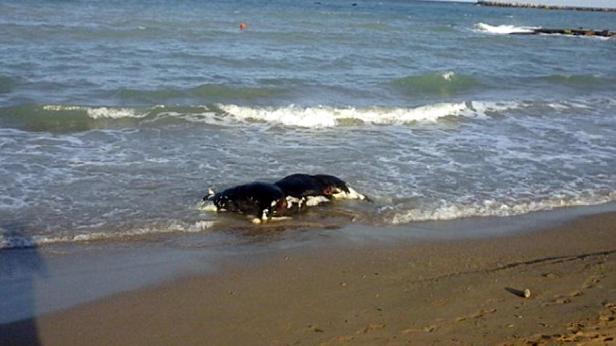 Un viţel aflat în stare avansată de putrefacţie zace pe plaja din Eforie Sud