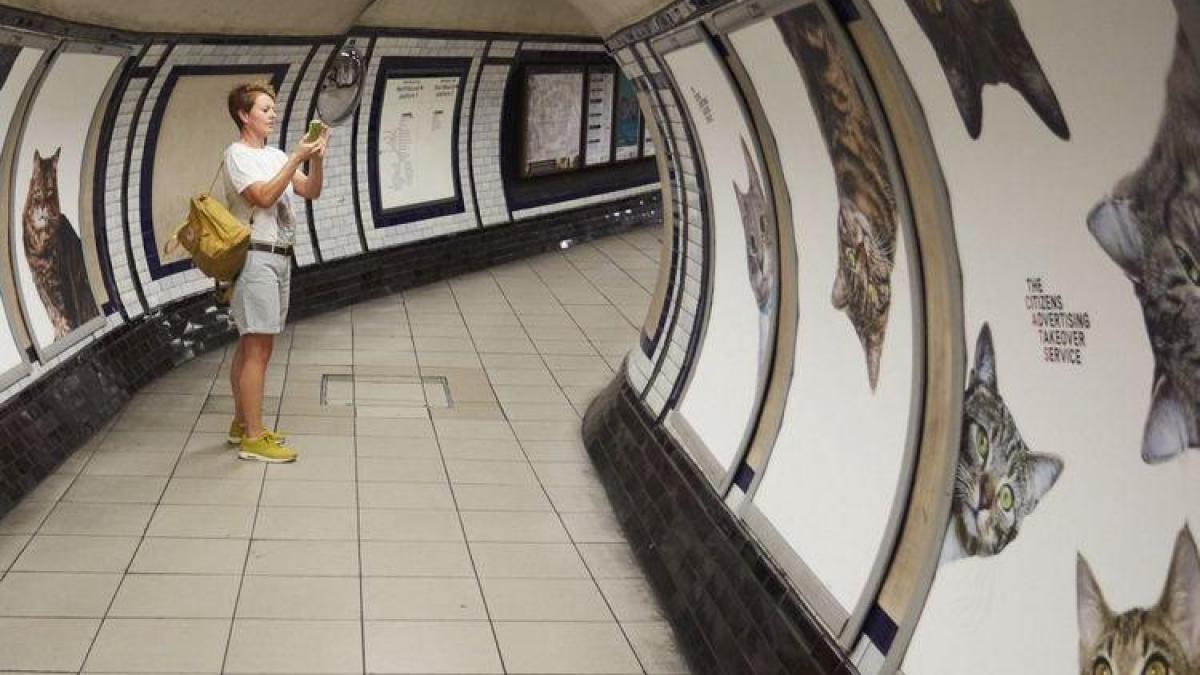 video de ce o statie a metroului londonez a fost invadata de pisici