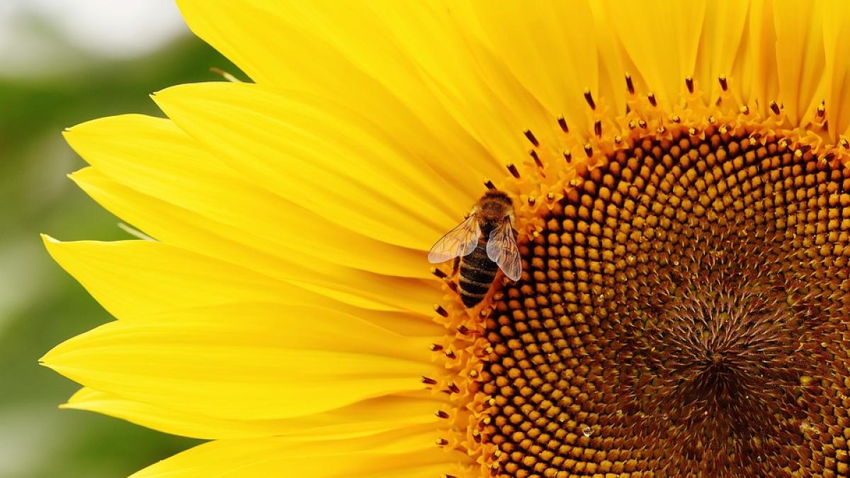 Ce semințe ar trebui consumate pentru a te feri de cancer