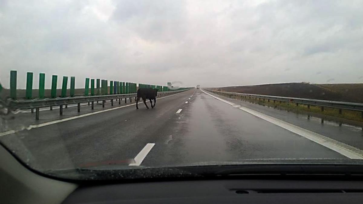 Cu ce ne putem întâlni pe autostrăzile din România? De pildă cu o vacă