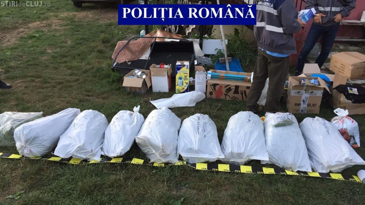 Cultură de canabis și 100 kg de marijuana, descoperite de polițiștii clujeni