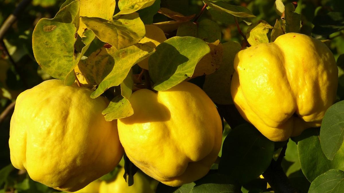 Gutuile ne oferă tratamentul naturist împotriva problemelor hemoroidale