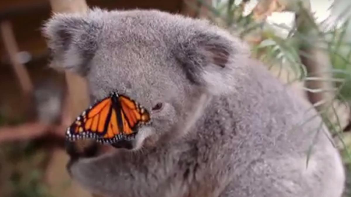 un video cu un koala si un fluture multicolor viral pe internet