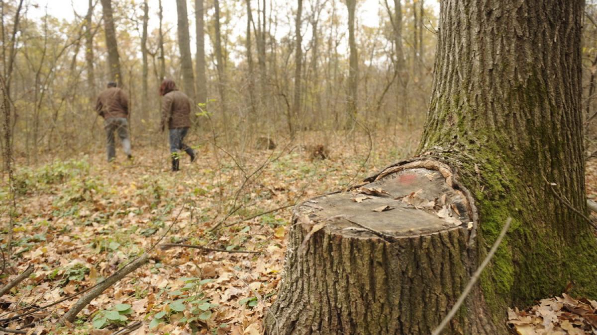 Vaslui - Moarte unui pădurar, învăluită în mister