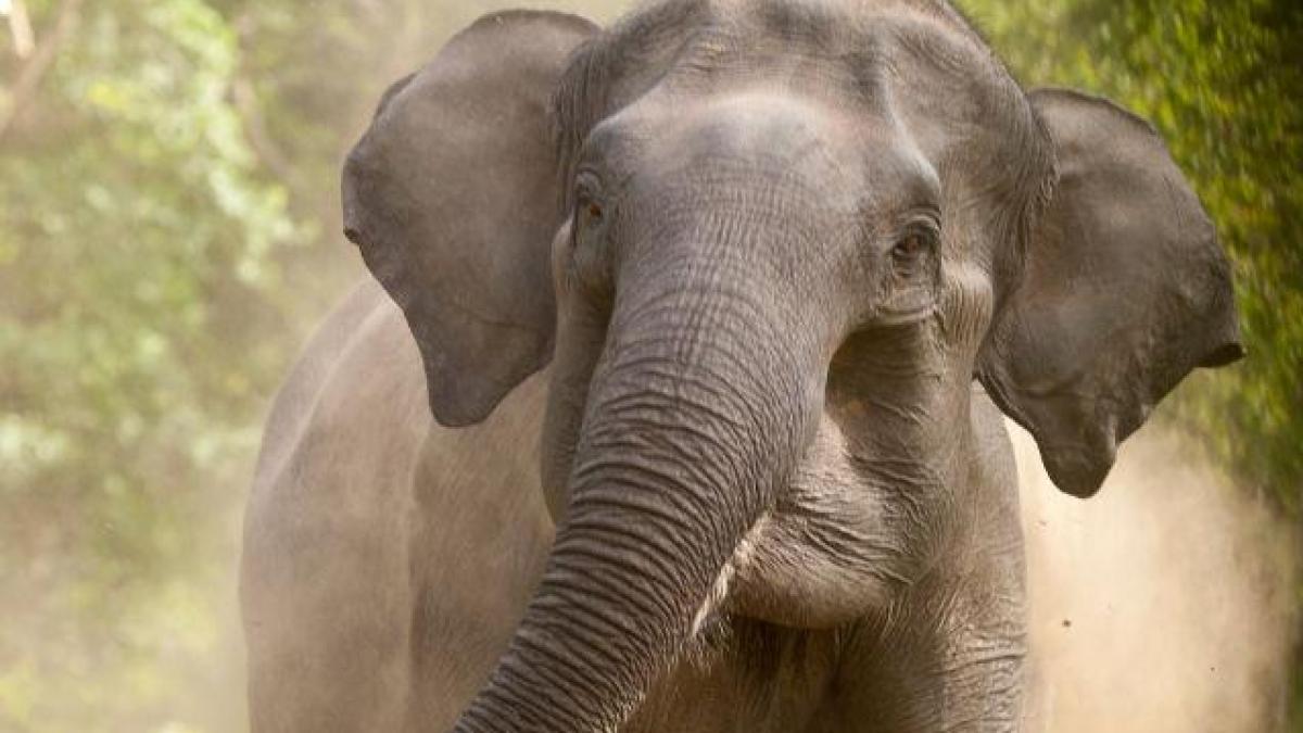 Un elefant a salvat un om de la înec! Ce s-a intamplat, de fapt