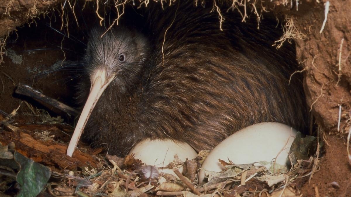 Un pui de kiwi a fost salvat după ce oul în care se afla a fost ''reparat'' cu bandă izolatoare