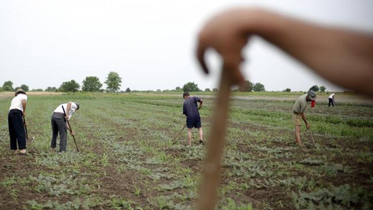 România, în coada Europei la agricultura bio