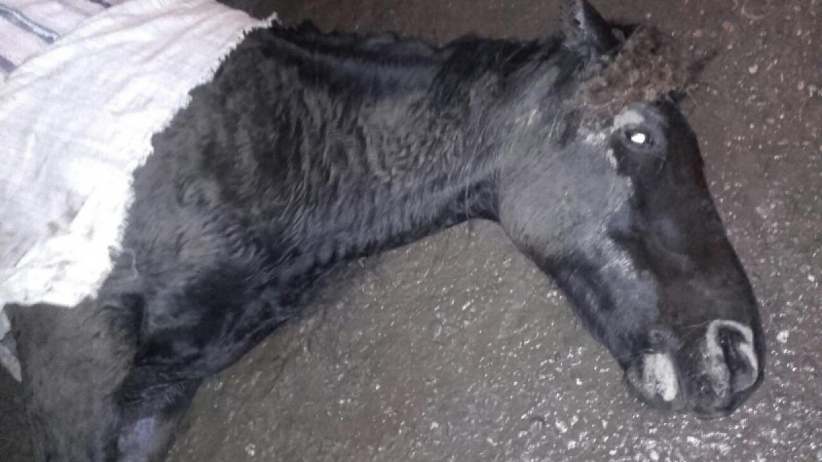 Scene crunte în localitatea Cărpiniş, un cal a agonizat ore în şir într-o baltă de sânge 