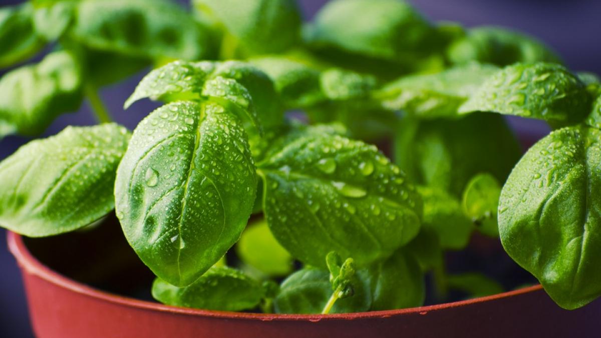 Este cel mai puternic antioxidant natural și ajută la eliminarea colesterolului din sânge