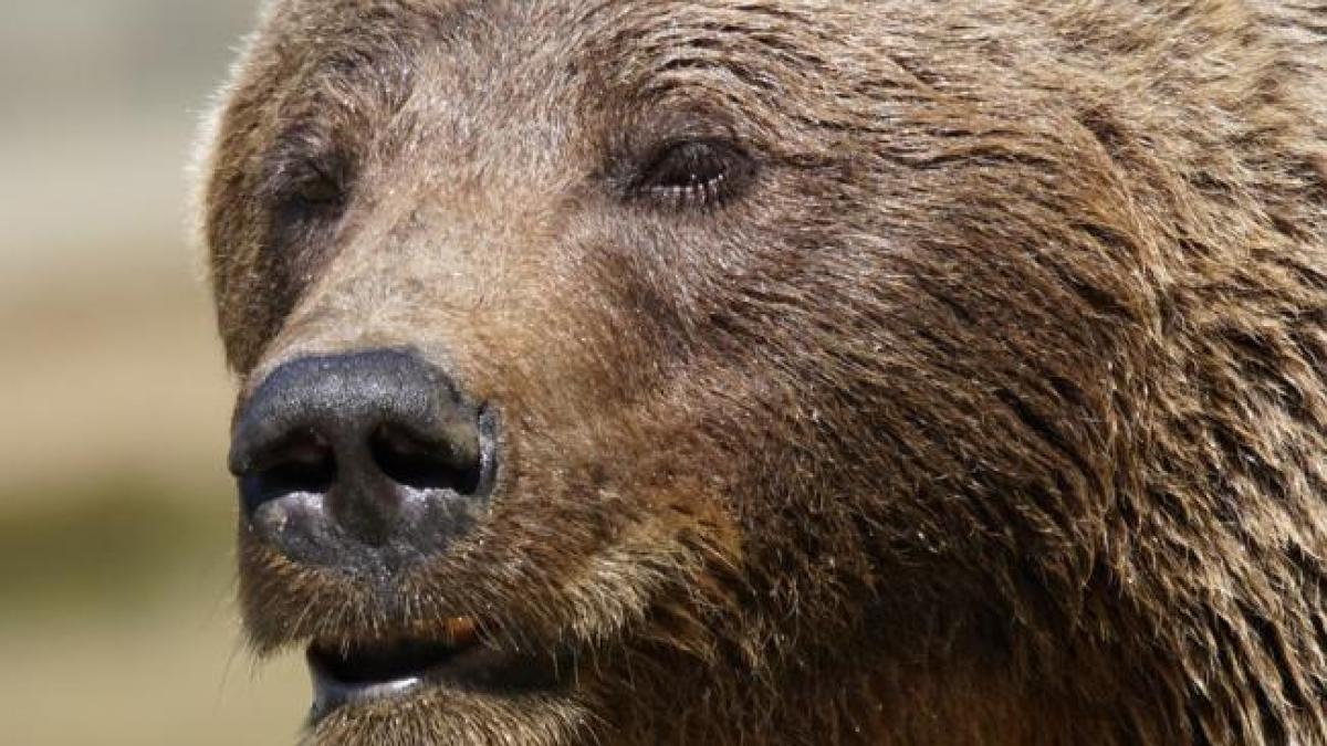 Braşov: Tânăr american muşcat de urs, la Pietrele lui Solomon 