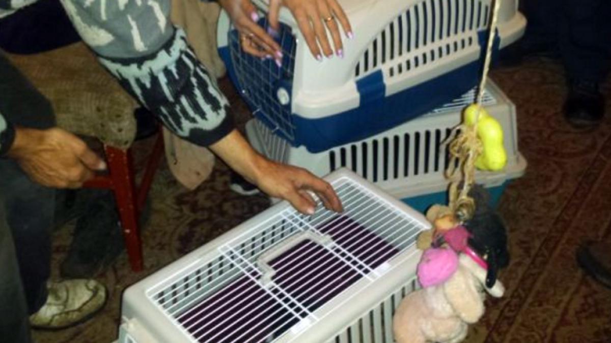 9 pisici au fost salvate de la moarte sigură dintr-un apartament din Codlea