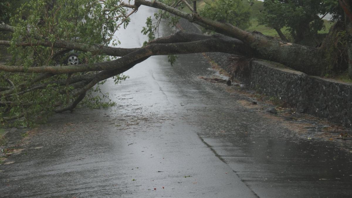 Trafic îngreunat pe DN 1, în zona Azuga, unde mai mulţi copaci au căzut pe carosabil