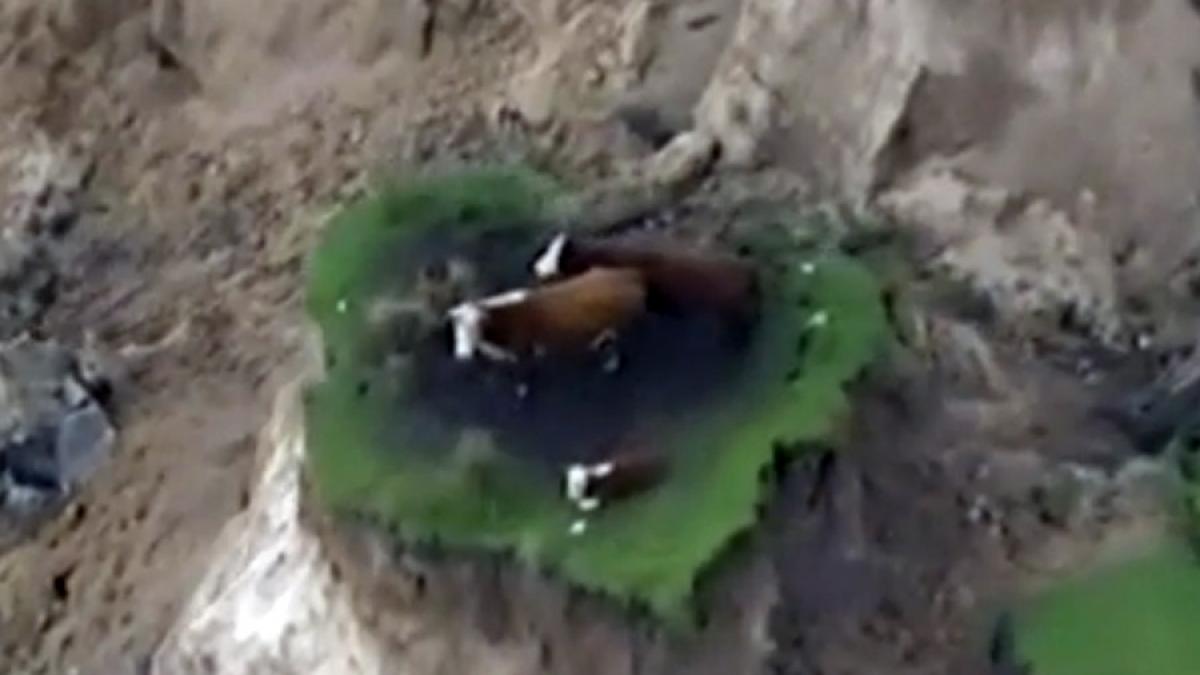 video noua zeelanda trei vaci ramase izolate dupa o alunecare de teren provocata de cutremur