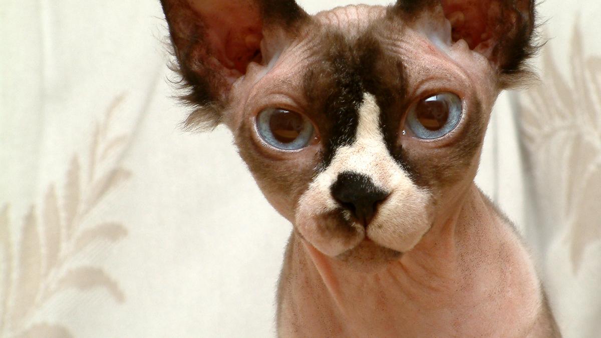 Escrocherie fără margini! Pisicile sunt rase, apoi vândute cu preţul de 500 de lire ca pisici Sphynx