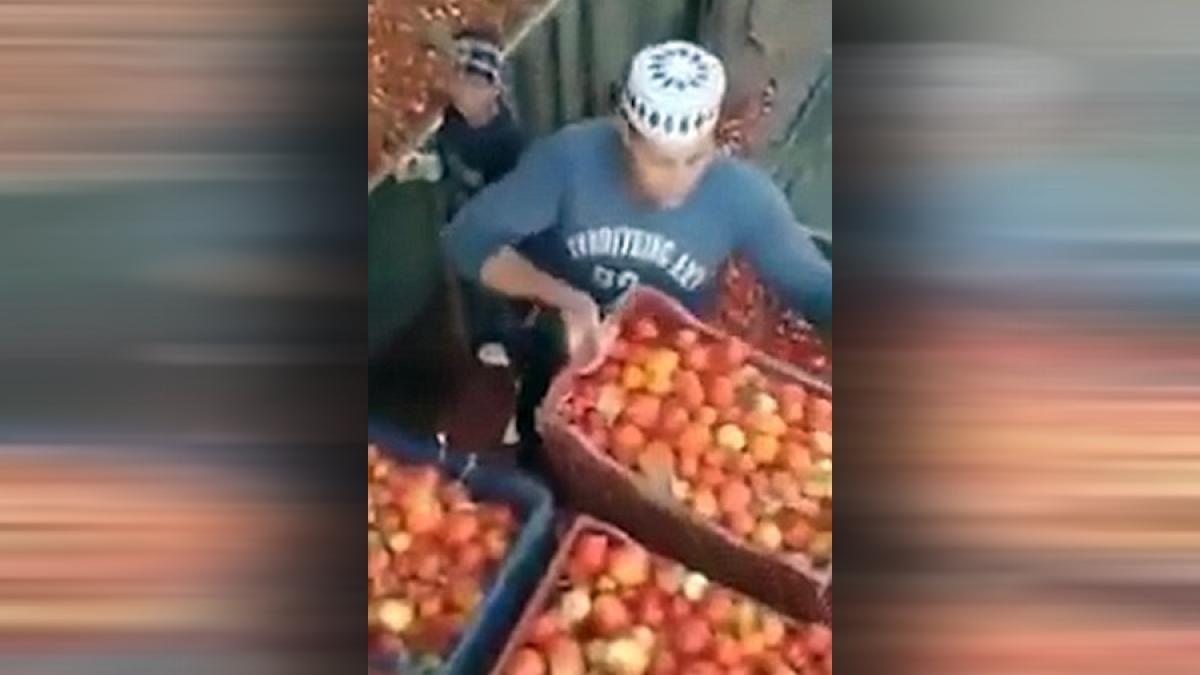 video heinz acuzat ca foloseste rosii stricate pentru fabricarea ketchup ului