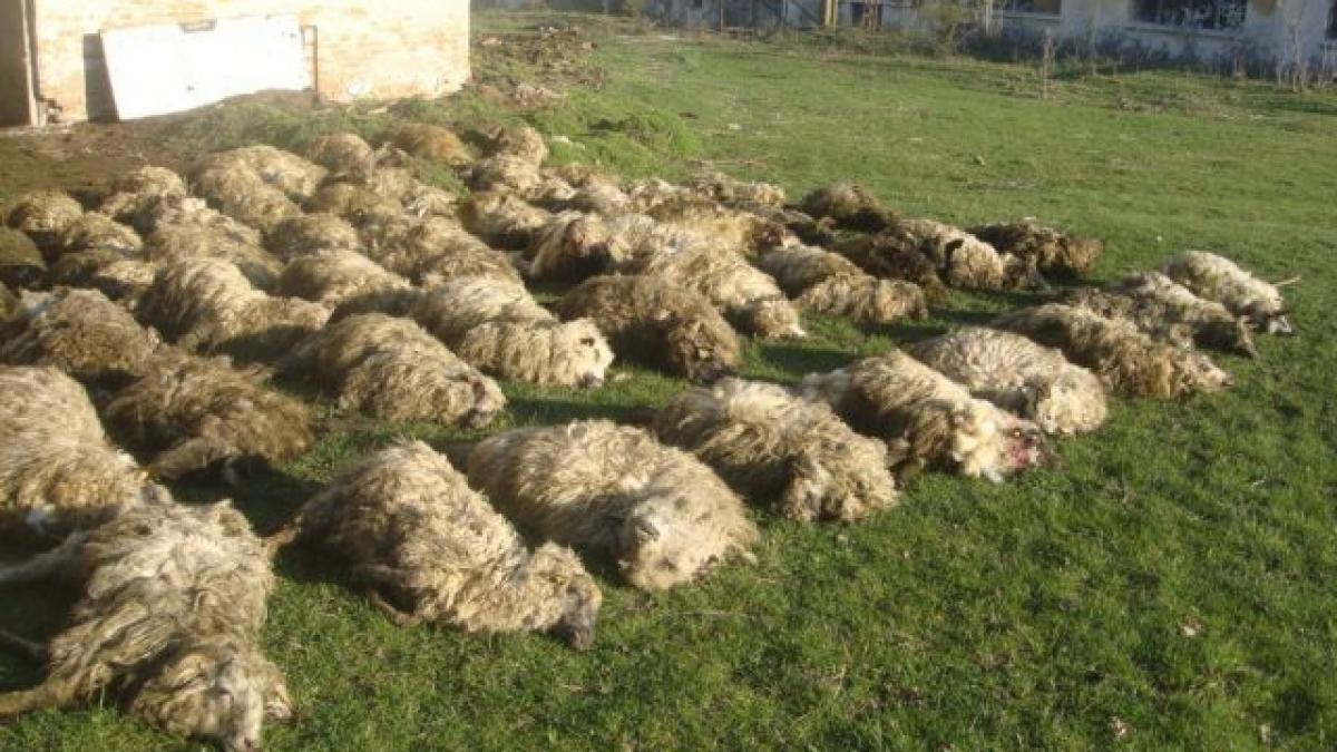 Timiș - Animalele sălbatice au dat iama într-o turmă de oi. 80 de animale au fost ucise