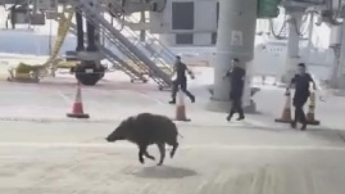video un porc mistret a creat haos pe un aeroport