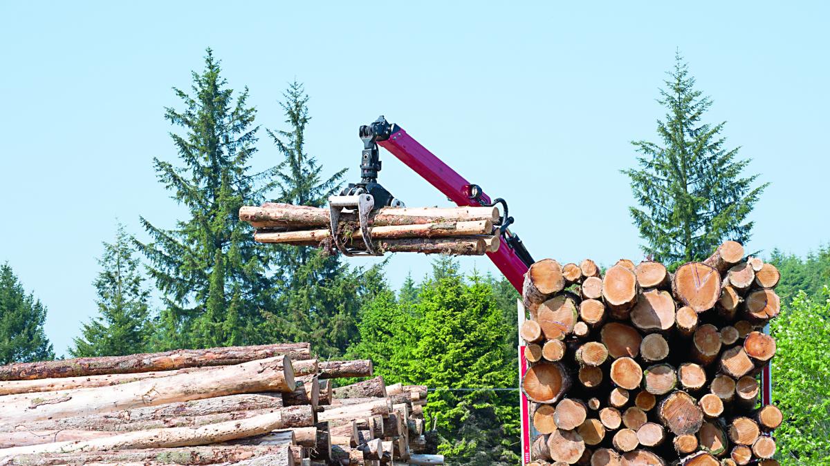 Hornbach renunţă la lemnul Schweighofer