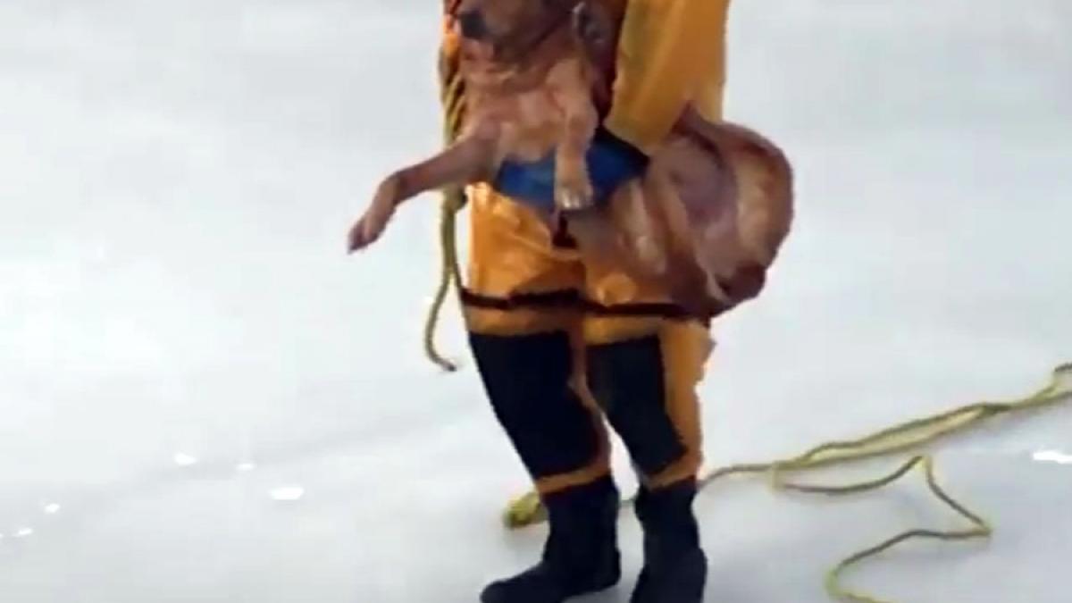 video pompierii au salvat un caine dintr un lac inghetat din michigan