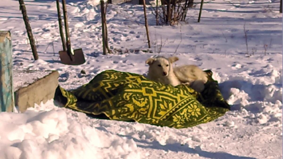 Vaslui - Un câine nu s-a clintit de lângă stăpânul său nici în momentul morţii
