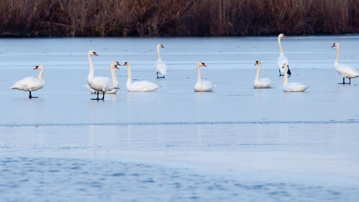 Primul program turistic de iarnă în Delta Dunării