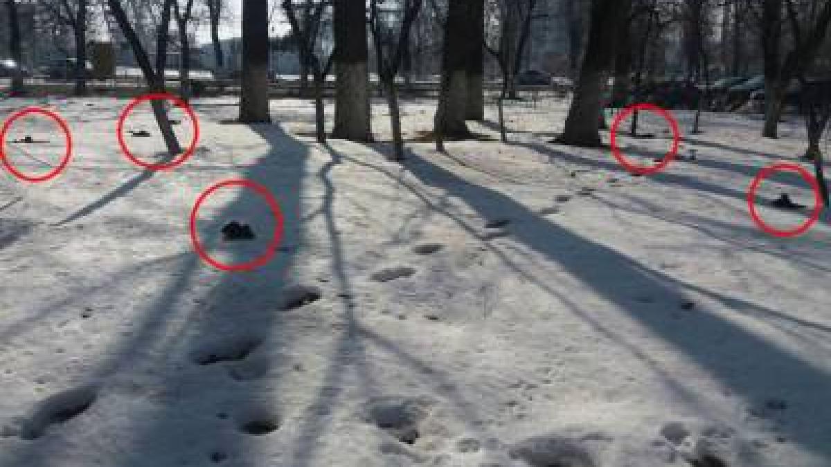 Constanţa: Sute de cadavre de păsări acvatice descoperite de inspectorii sanitar veterinari pe litoral 