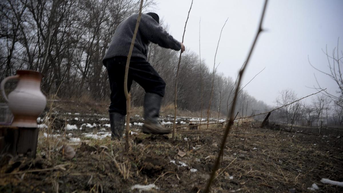 Guvernul alocă 50 de milioane de euro pentru păduri