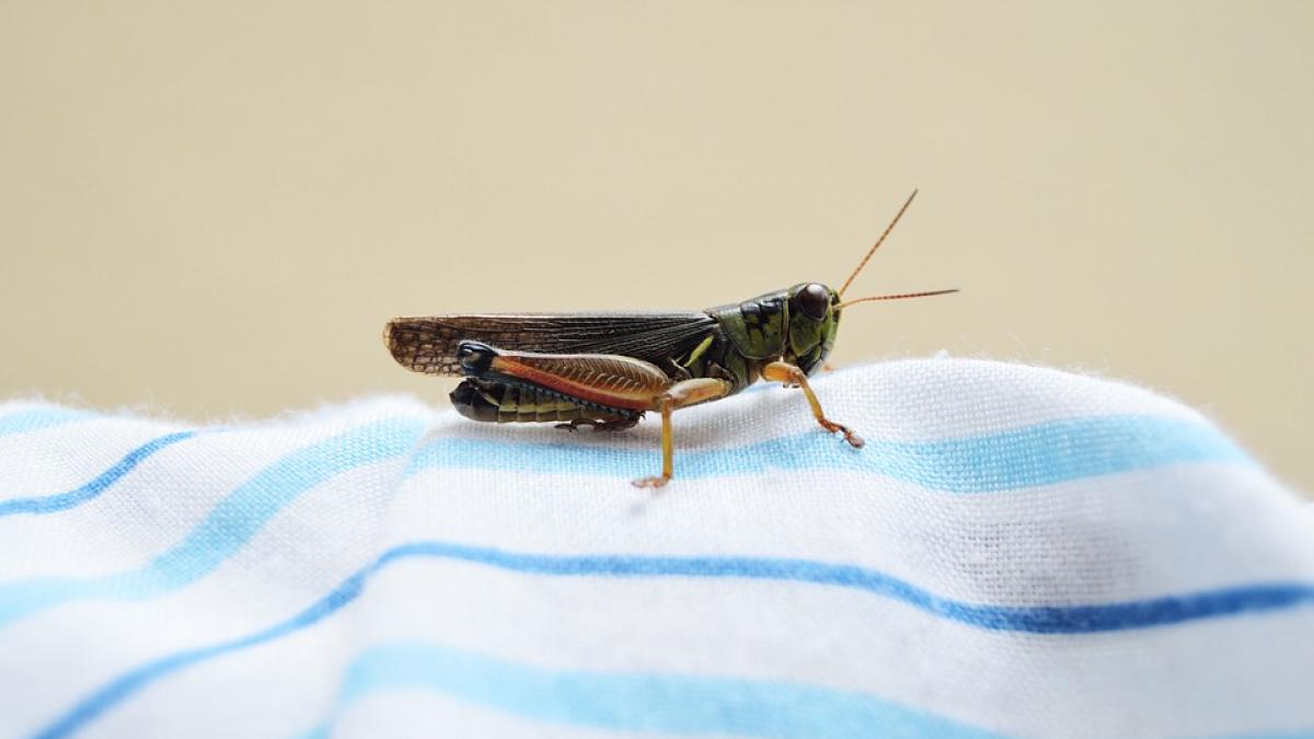 Sunetul greierilor ar putea deveni în curând o amintire, avertizează experţii IUCN