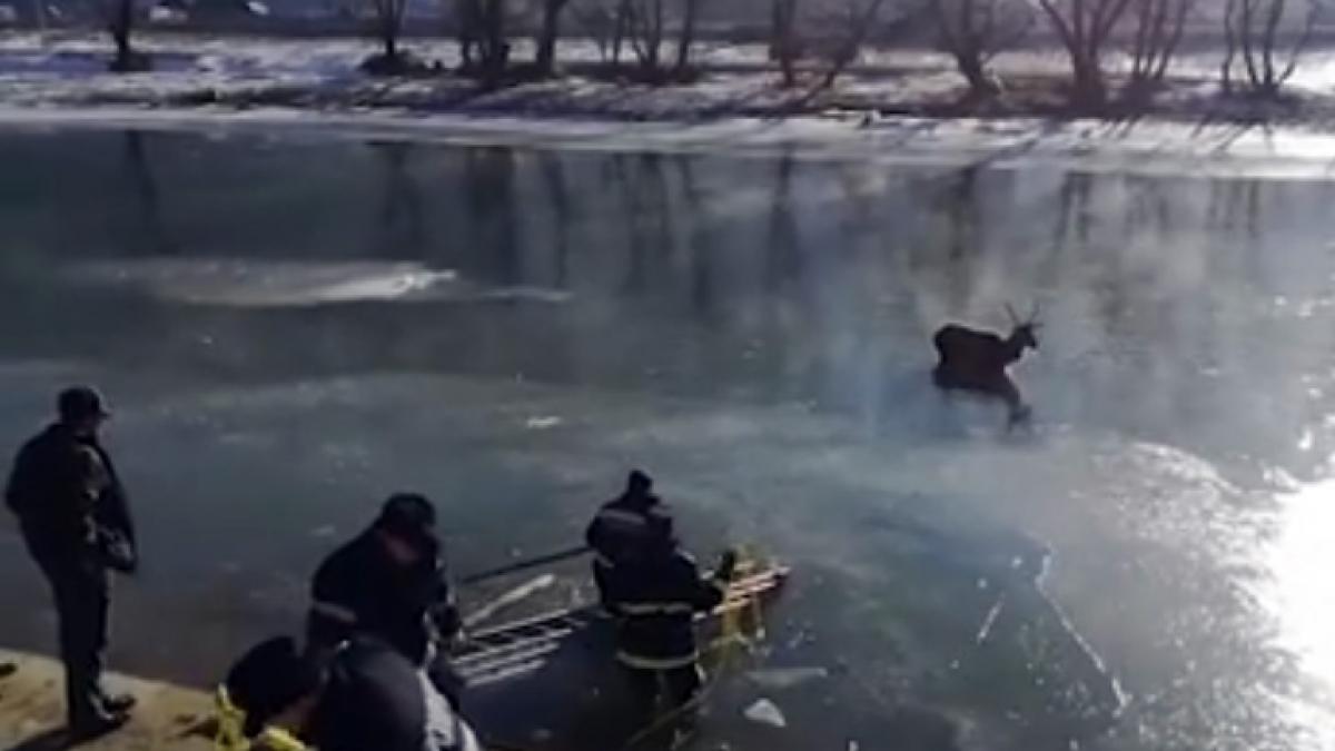 VIDEO - Cerb salvat din apa îngheţată a râului Bistriţa de pompierii militari