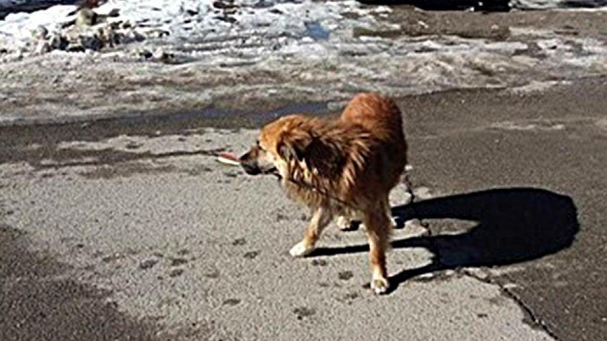 Un câine străpuns de o săgeată, salvat de jandarmi. A fost întocmit dosar penal, iar făptașul riscă 3 ani de închisoare
