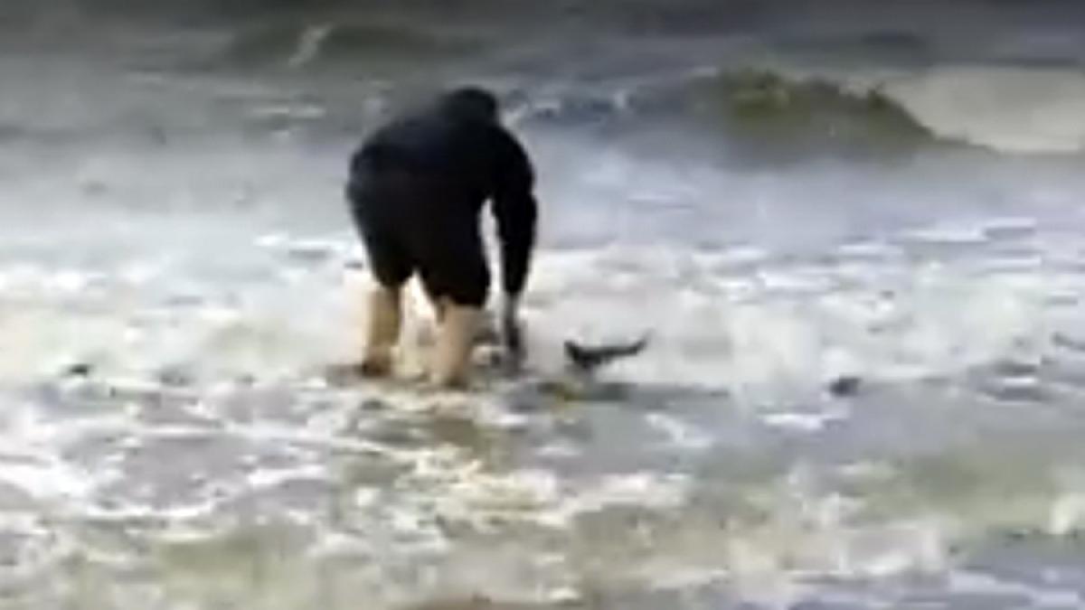 VIDEO - Un bărbat a înfruntat marea rece ca gheaţa pentru a salva un pui de delfin