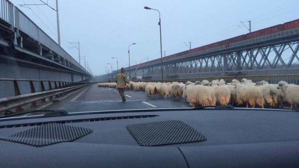 Transhumanţa pe Autostrada Soarelui. Un cioban a ales asfaltul pentru oile sale