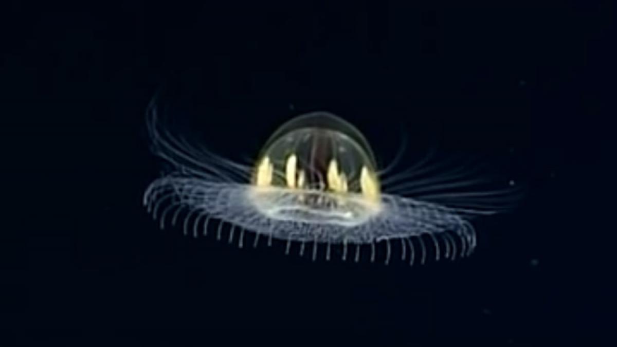 VIDEO - O meduză care seamănă cu un OZN, filmată la 3.000 de metri adâncime în Oceanul Pacific