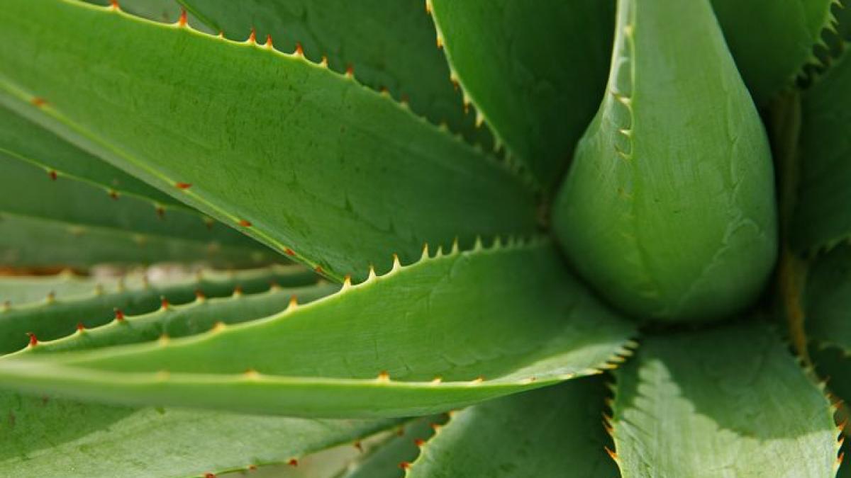 Aloe vera, adevăratul miracol din antichitate