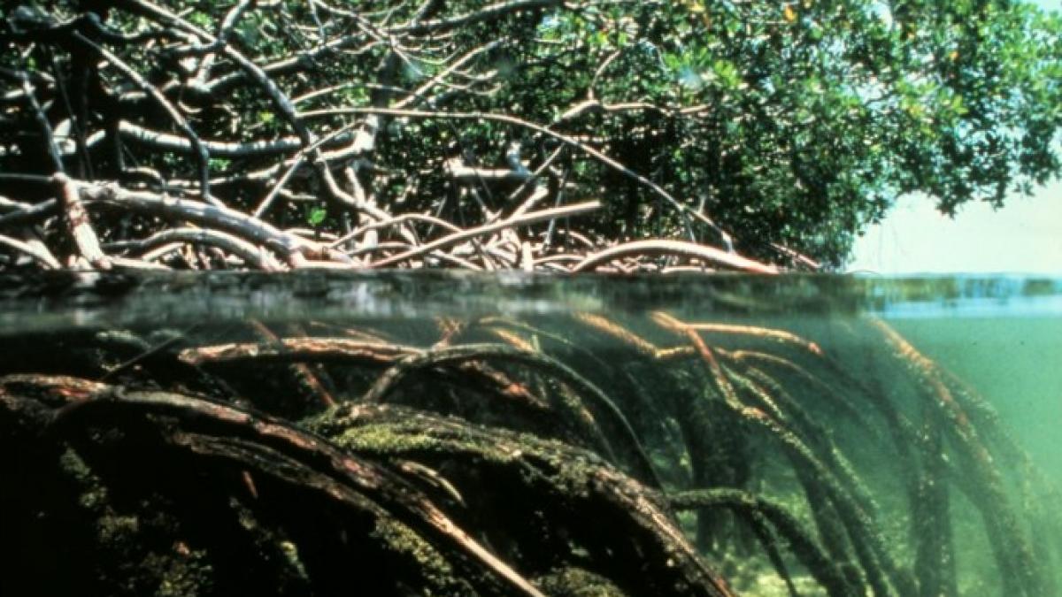 Mii de hectare de mangrove au pierit în urma secetei