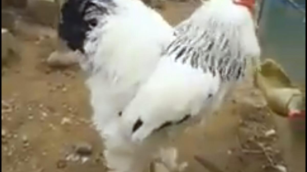 video este acesta cel mai mare cocos din lume
