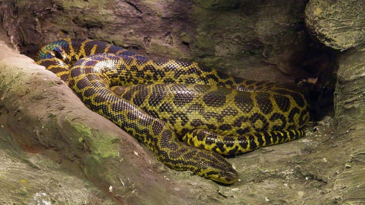 Un fermier dispărut a fost găsit în burta unui piton de 4 metri