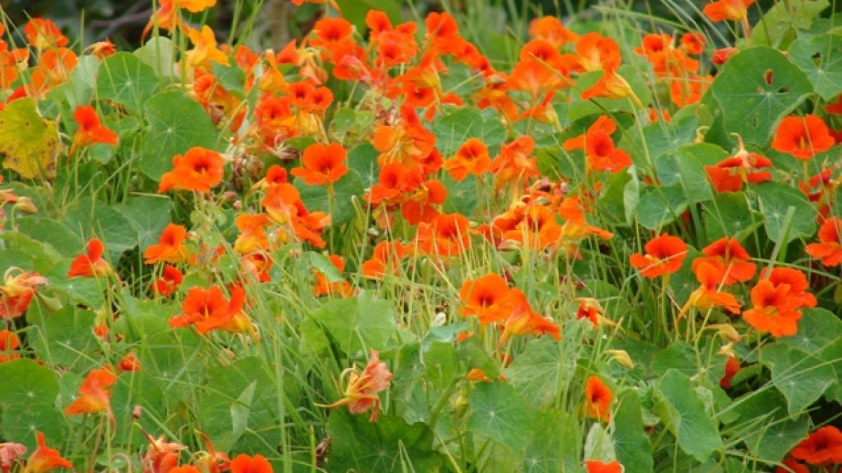 Cel mai bun antibiotic natural îl găsim în grădinile cu flori