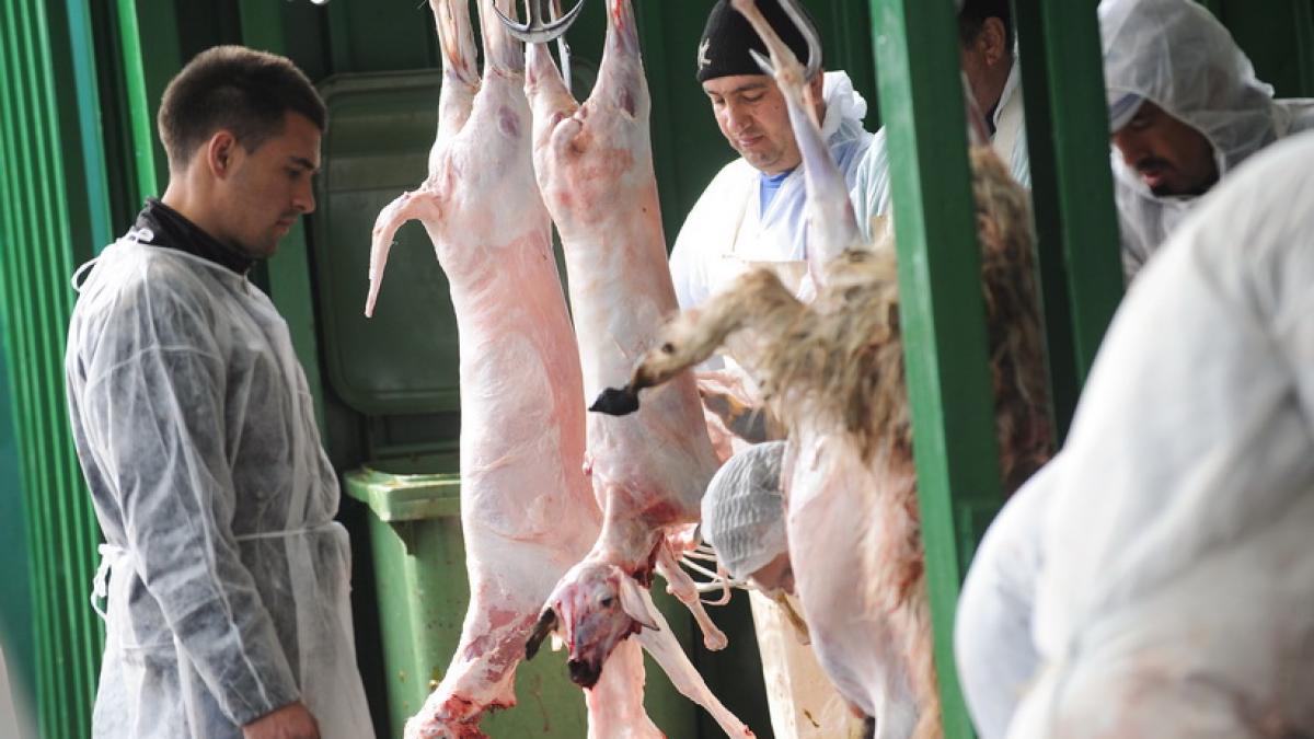 Tulcea: Peste o tonă de carne de oaie fără documente de provenienţă, confiscată de autorităţi