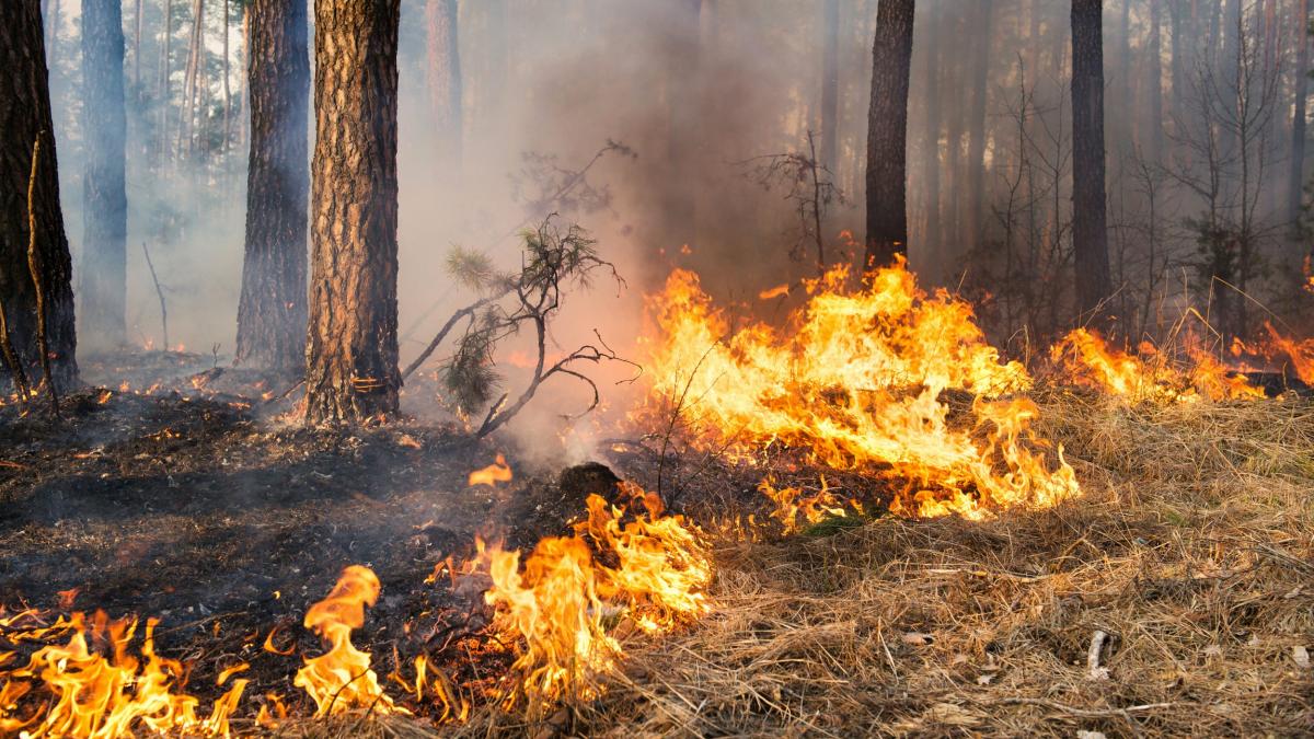 Incendiile de pădure s-au înmulţit alarmant