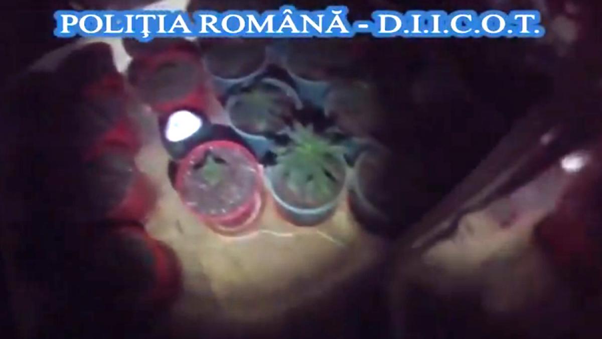 VIDEO - Procurorii DIICOT au descoperit o cultură de canabis în locuința unui brăilean