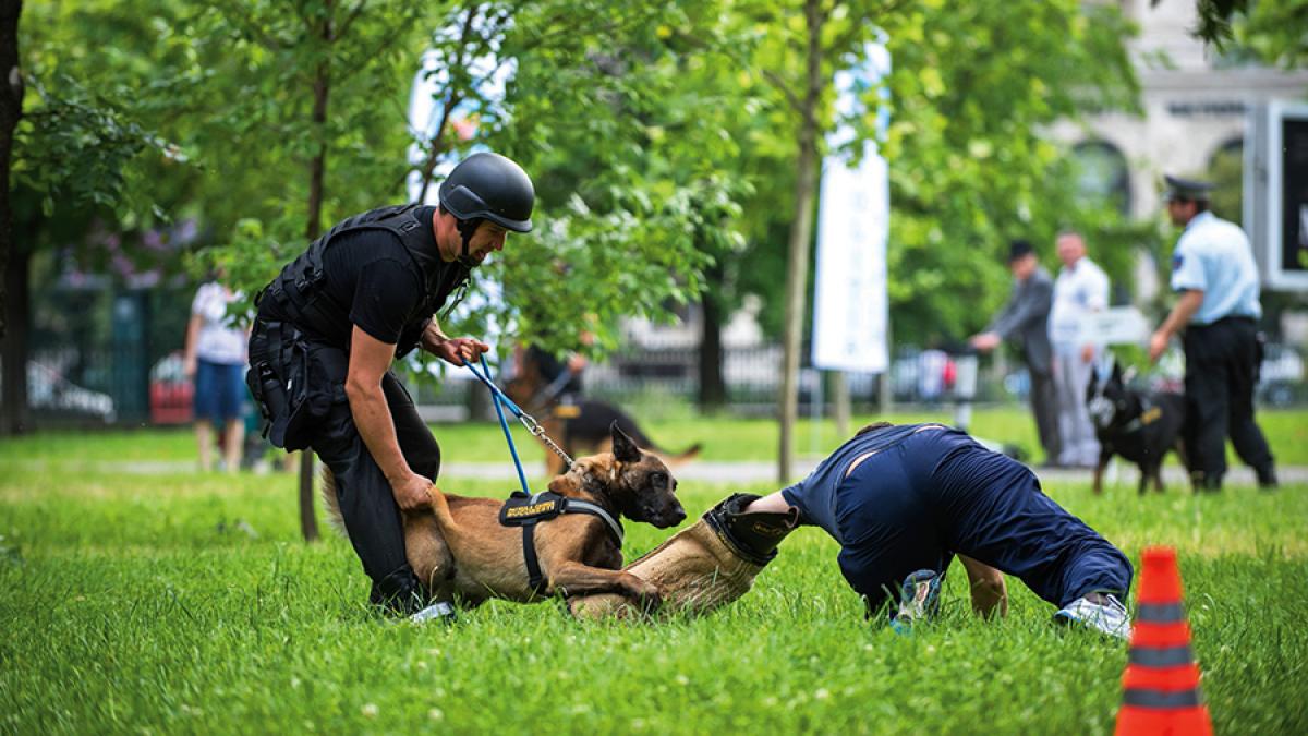 „Agentul Rex”. Câini poliţişti, trecuţi în rezervă forţat şi fără pensie