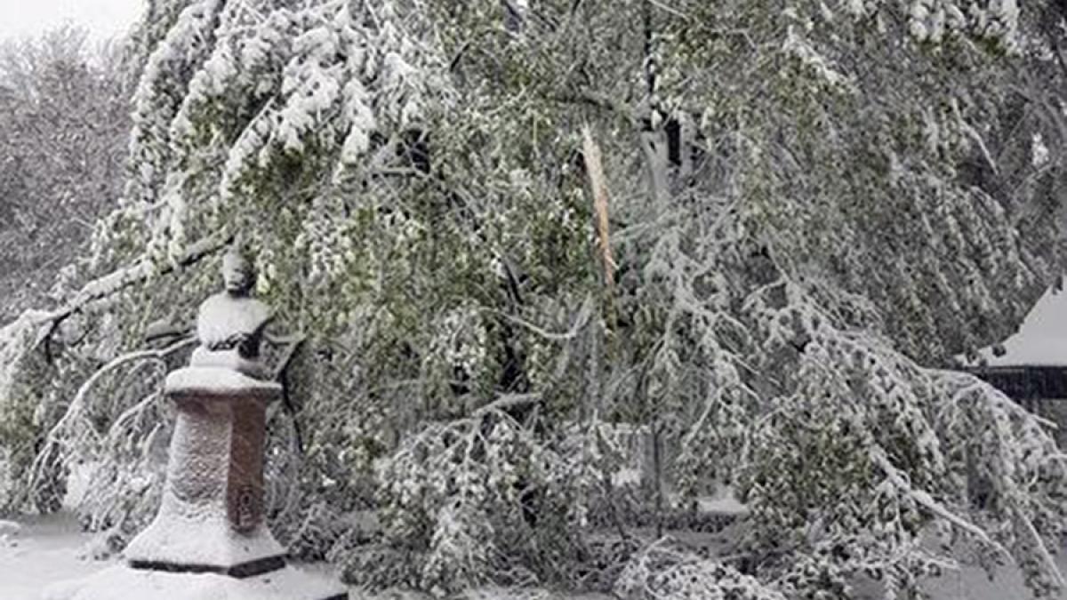 GALERIE FOTO - Iaşi: Teiul lui Eminescu este în pericol din cauza zăpezii